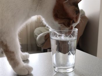 Close-up of a cat drinking glass