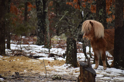 View of a horse on snow covered field