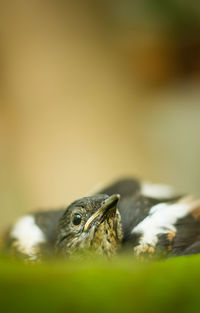 Close-up of an animal