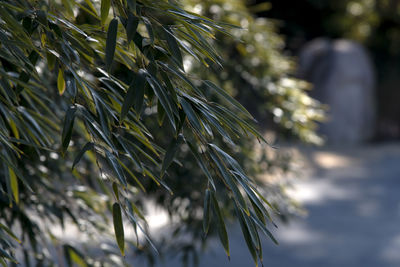 Close-up of pine tree