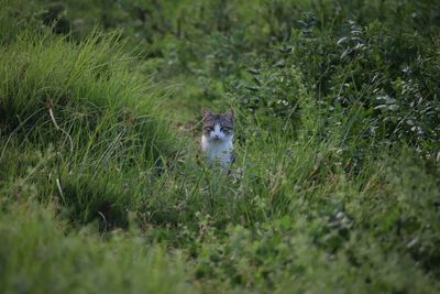 Portrait of a cat lying on grass