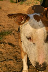 Close-up of horse on field