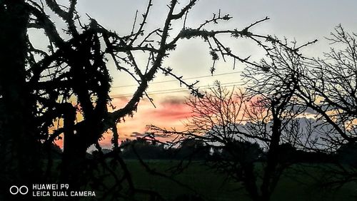 Silhouette trees against sky during sunset