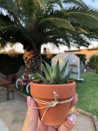 Close-up of hand holding potted plant
