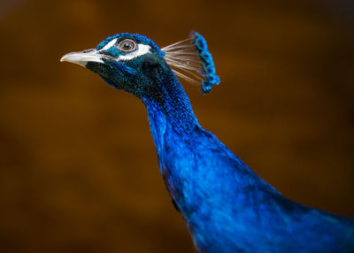 Close-up of a peacock, look dark background