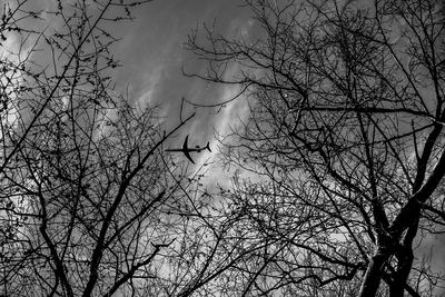 Low angle view of silhouette tree against sky