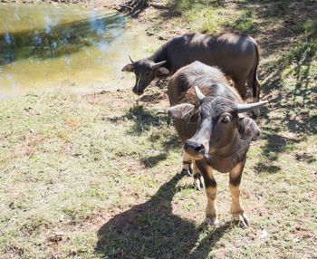 Sheep standing in a field