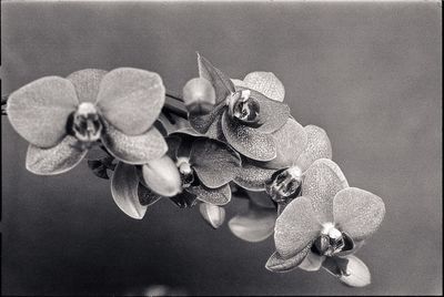 Close-up of flowers against blurred background