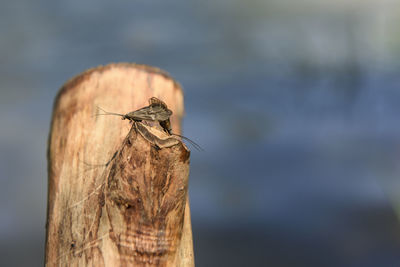 Insects mating in the southeast