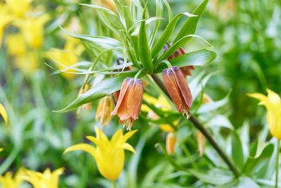 Close-up of flowering plant