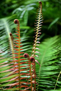 Close-up of fern on tree