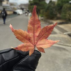 Close-up of maple leaf on plant during autumn