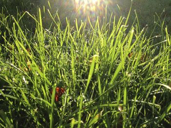 Grass growing on grassy field