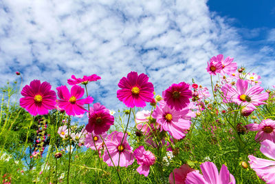 Close-up of pink cosmos flowers growing on field