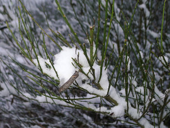 Close-up of snow on field during winter