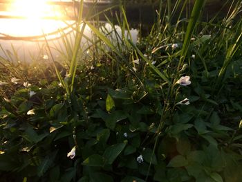 Close-up of plants growing on field