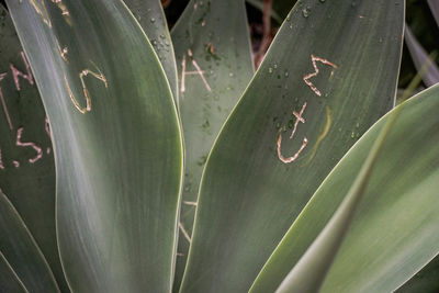 Close-up of succulent plant