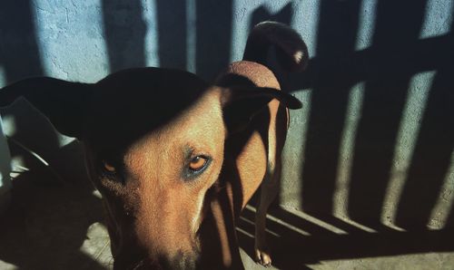 Close-up of horse in sunlight