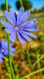 Close-up of purple flowering plant on field