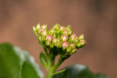 Close-up of flowering plant