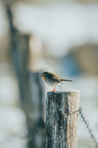 Close-up of bird perching on wooden post