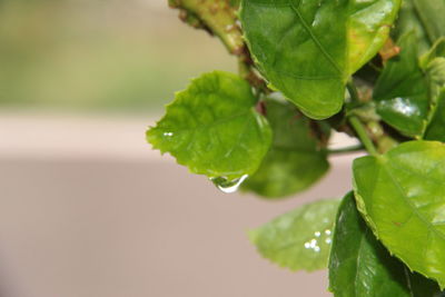 Close-up of water drops on leaves