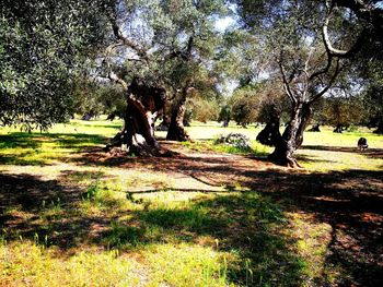 Trees on field