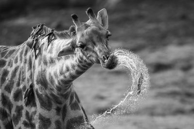 Mono close-up of giraffe dribbling from mouth