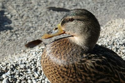 Close up of bird