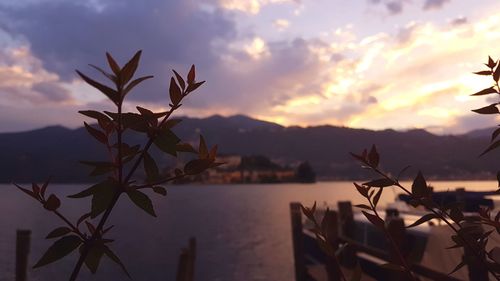 Close-up of plants against sky during sunset