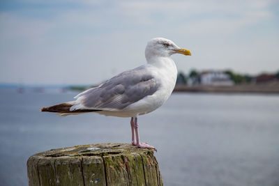 Close-up of seagull perching on wooden post