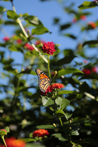 Butterfly pollinating on flower