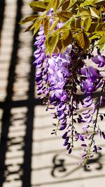 Close-up of purple flowering plant