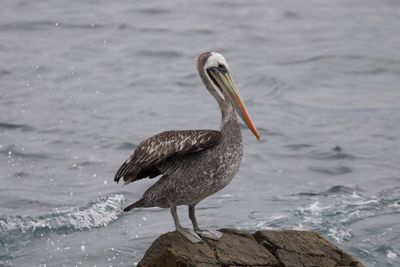 Bird perching on a sea. pelican
