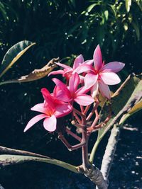 Close-up of pink flowering plant