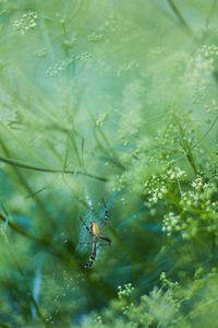 Close-up of spider on web