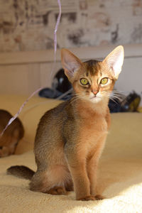 Close-up portrait of an abyssinian cat