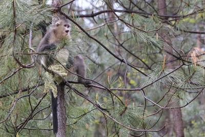 Close-up of monkey on tree in forest