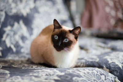 Portrait of cat on blanket