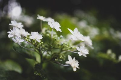 Close-up of white flowering plants