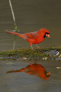 Side view of a bird drinking water