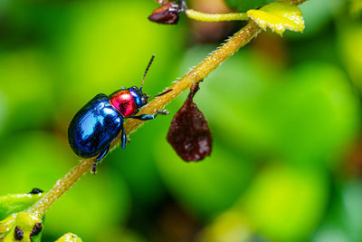 Close-up of insect on flower
