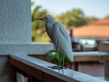 Bird perching on a wall