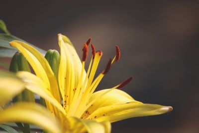 Close-up of yellow flower