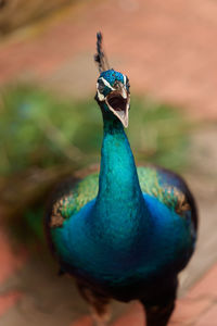 The singing peacock