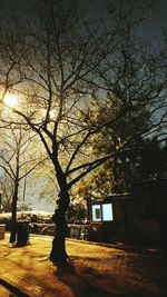 Bare trees against the sky