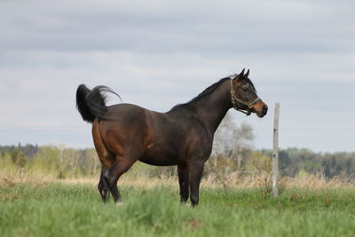 Horse on field against sky