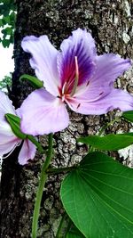 Close-up of pink flowering plant