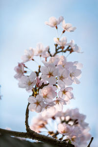 Close-up of white flowers blooming on tree against sky