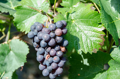 Close-up of grapes growing in vineyard